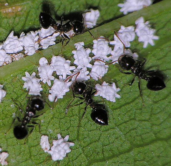 Several black ants interacting with a cluster of small, white insects on a green leaf surface, highlighting a natural symbiotic relationship in nature.