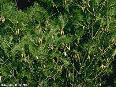 Bagworm Infestation Close-up image of dense, green pine branches with clusters of brown, seed-like formations. The pine needles appear vibrant and lush, filling the frame.