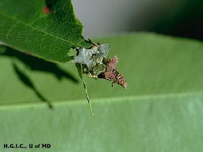 Bagworm Larvae A small, brown caterpillar with brown markings blends into a green leaf, partially surrounded by leaf and twig debris, against a blurred background.