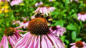 Bumblebees gather pollen on a vibrant pink coneflower in a lush garden, surrounded by greenery and blooming flowers under the bright sunlight.