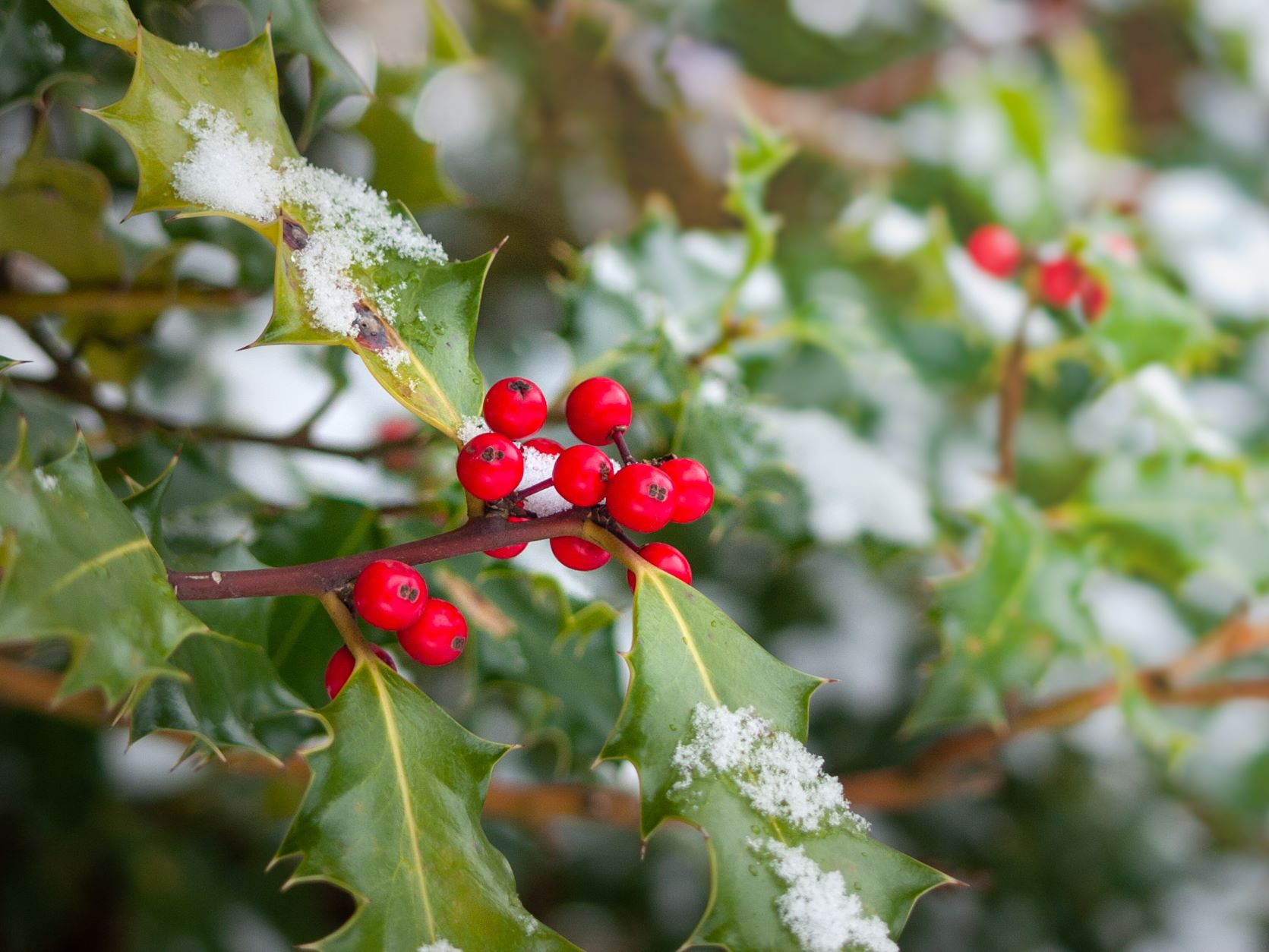 Holly Bush Winter Close-up of holly branch, featuring bright red berries and green leaves dusted with snow, set against a blurred natural background.