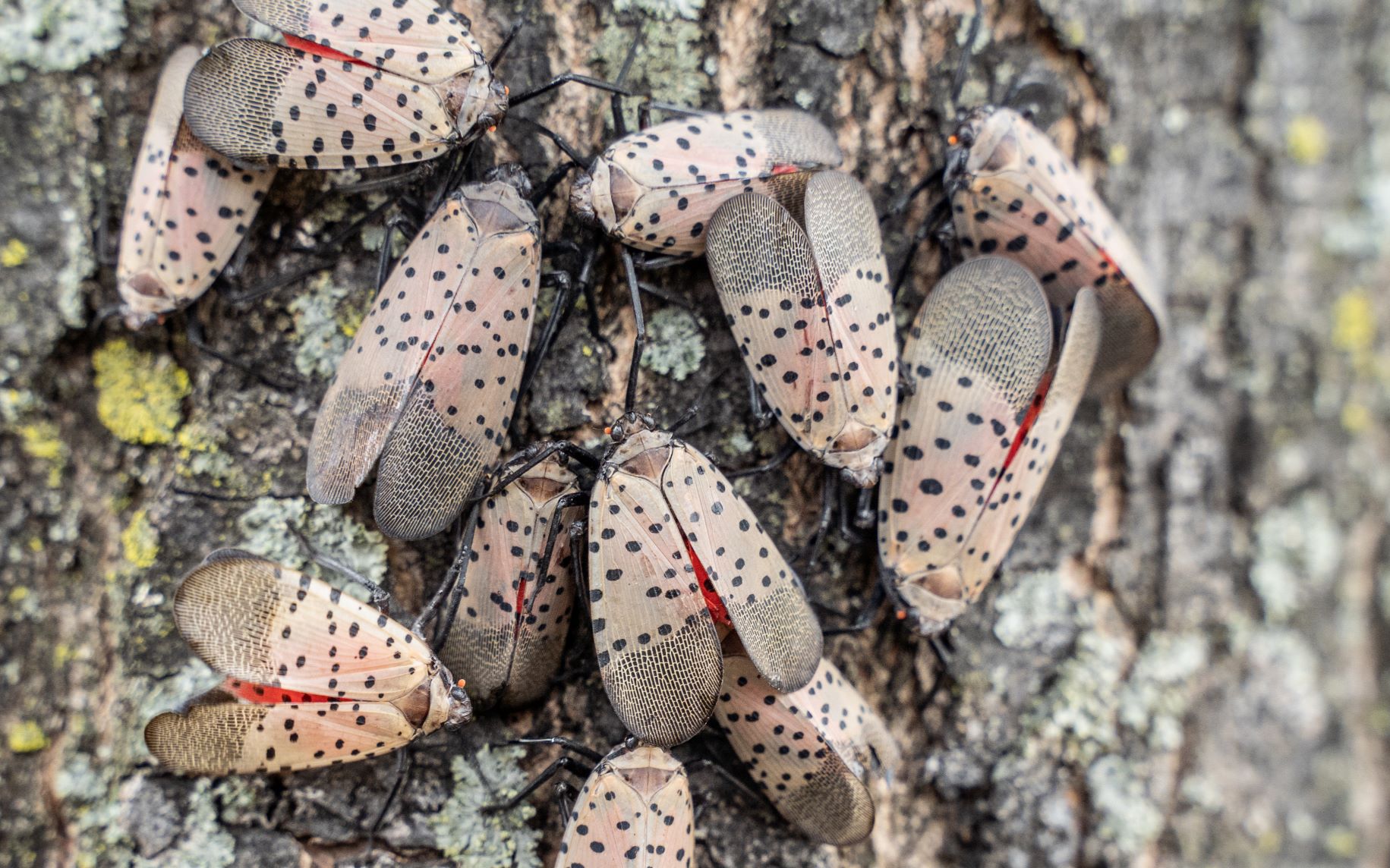Spotted Lantern Fly Adult Swarm Spotted lanternflies cluster on a tree trunk. The insects' wings are beige with black spots and red highlights, creating a vivid contrast.