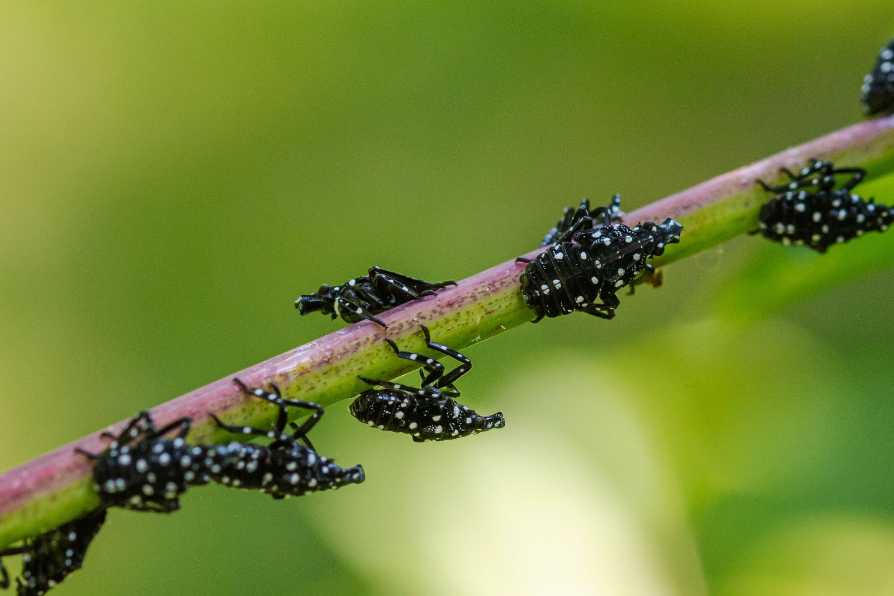 Spotted Lantern Fly Nymphs Swarm Cluster of small, black-spotted insects cling to a slender green stem against a blurred, vibrant green background.
