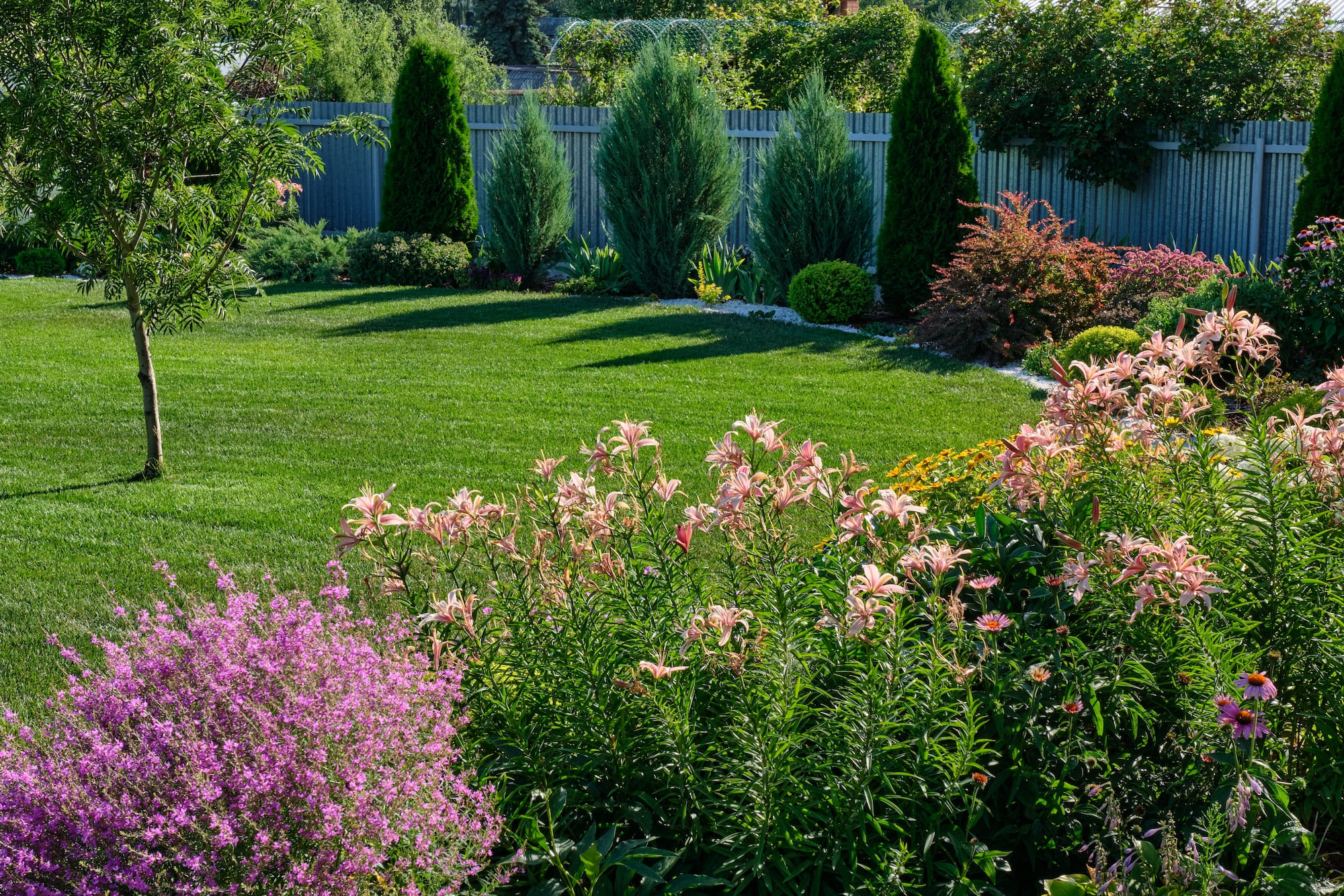 A lush garden featuring vibrant flowers, a manicured lawn, and a few young trees. Tall evergreens line a wooden fence in the background.