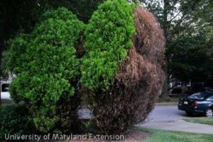 bagworm-damage-tree defoliation from bagworm infestation