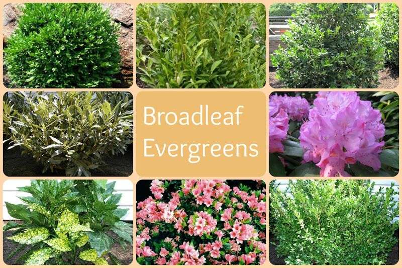 broadleaf-evergreens Collage of various broadleaf evergreen plants, including flowering shrubs. Central text reads “Broadleaf Evergreens.” Diverse leaf patterns and colors displayed.