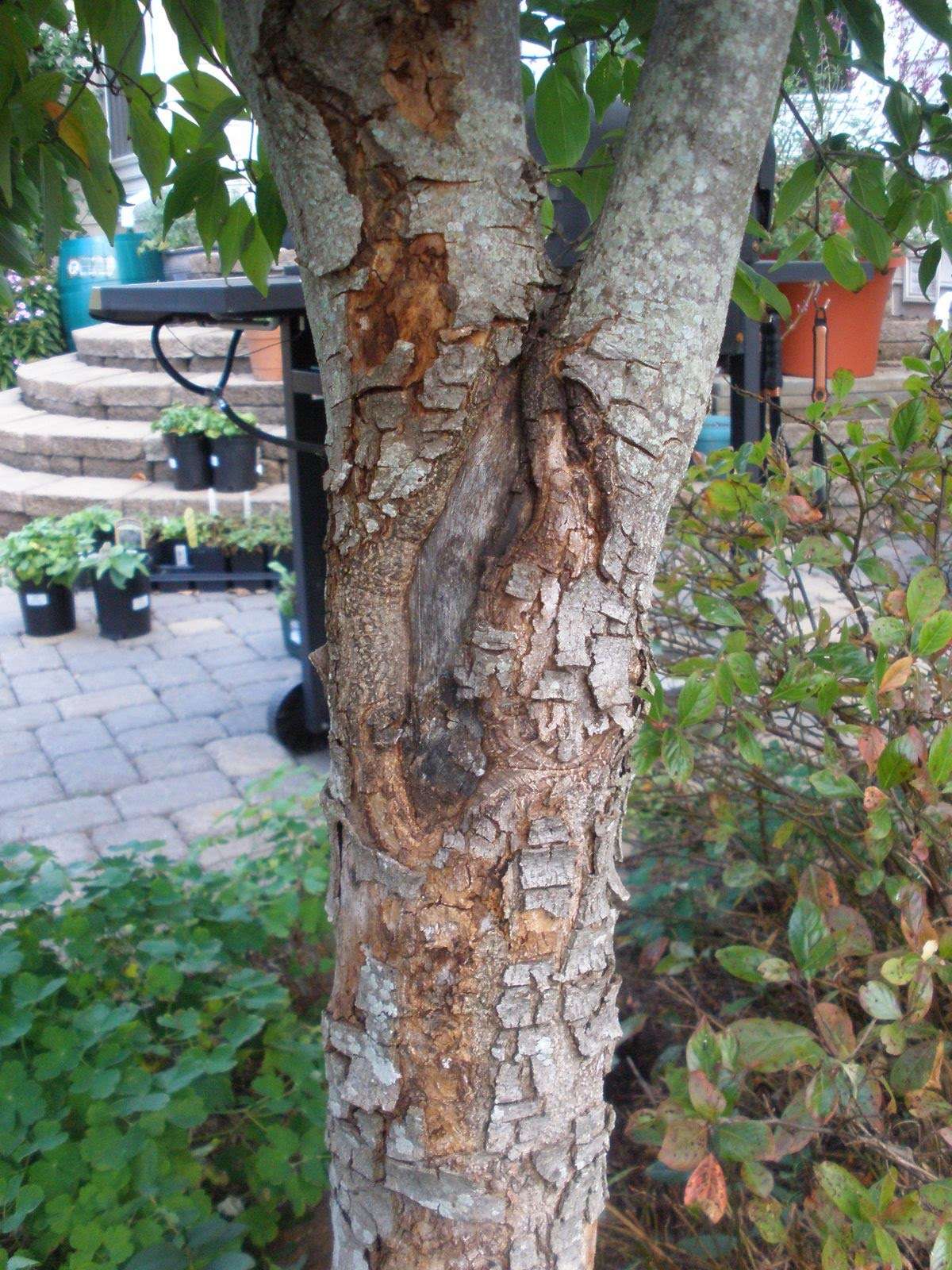 dogwwod-trunk A tree with damaged bark stands in a garden, surrounded by potted plants and stone steps in the background.