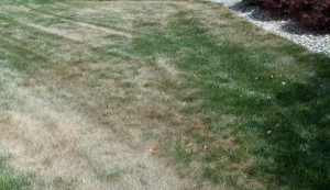 drought stressed lawn