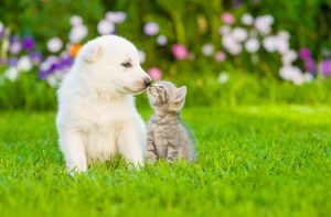 Kitten,Kissing,White,Swiss,Shepherd`s,Puppy,On,Green,Grass A white puppy and gray kitten nuzzle each other on green grass, surrounded by a colorful, blurred floral background.