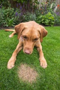 A,Guilty,Looking,Pet,Dog,Sitting,Next,To,A,Burnt A dog lies on a green lawn, curiously observing a small patch of brown grass. Lush garden plants surround the area.