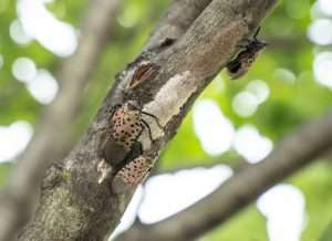 Eliminate Spotted Lanternfly Egg Masses