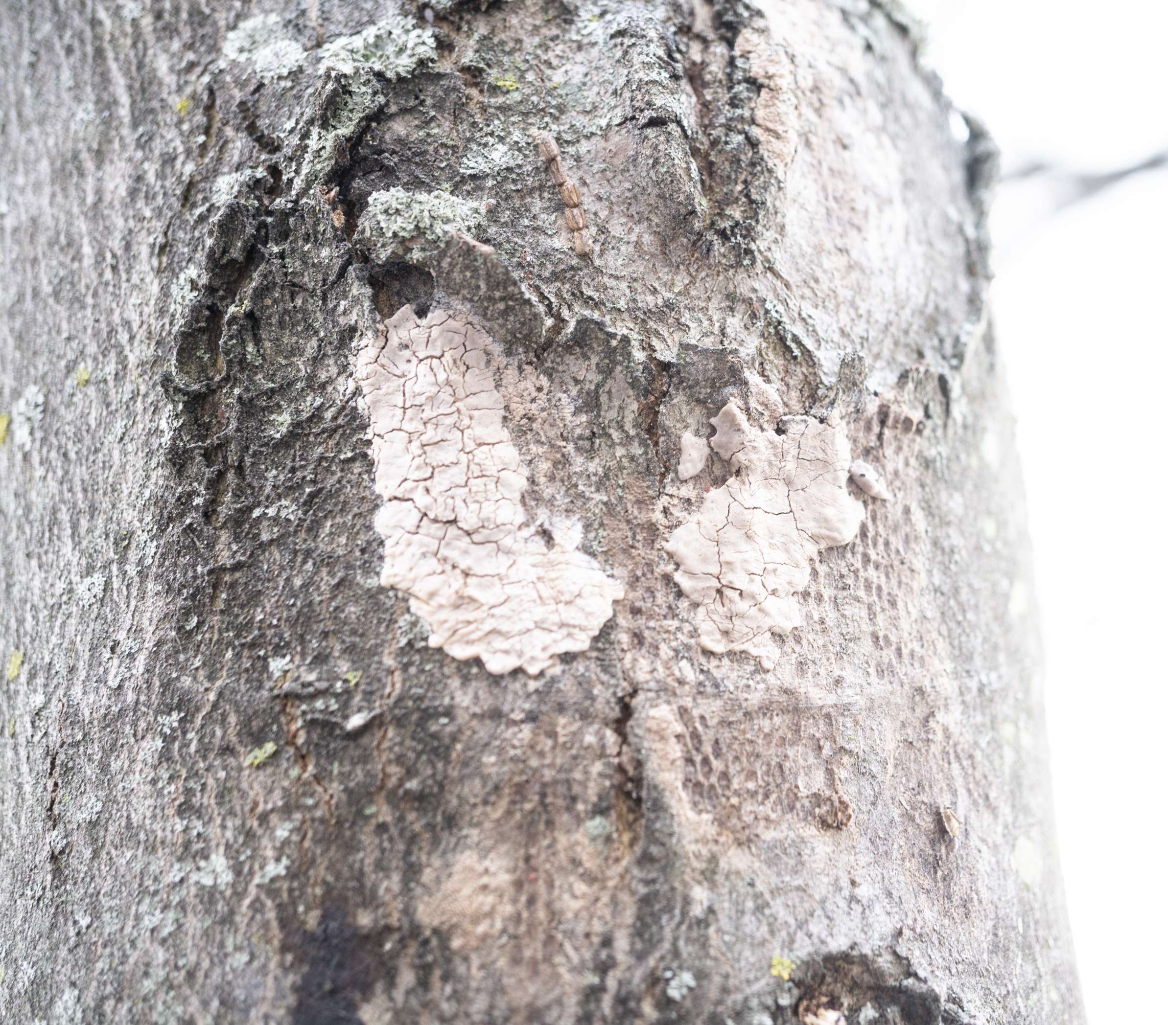 Close-up,Of,Spotted,Lanternfly,Egg,Mass,,Berks,County,,Pennsylvania Close-up of a tree trunk with cracked white bark patches, featuring detailed textures of wood and lichens in a natural setting.