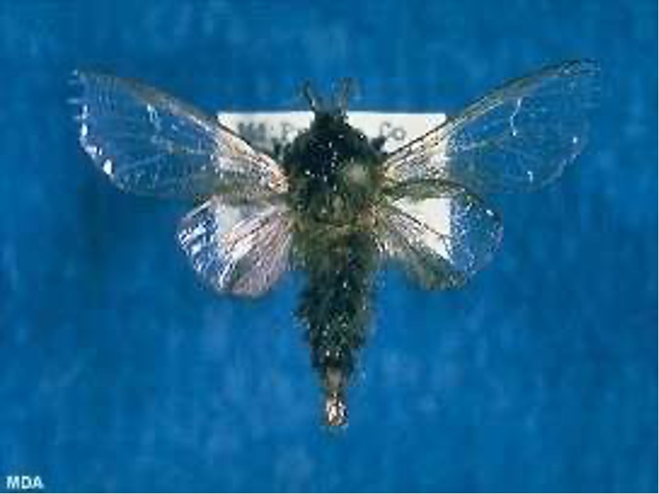Picture1 A pinned bee specimen displayed on a blue background with delicate transparent wings, possibly used for entomological study or classification purposes.