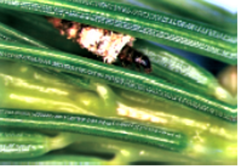 Picture1 Close-up of an insect nestled among vibrant green plant needles, showcasing intricate textures and colors in a natural setting.